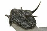 Spiny Cyphaspis Trilobite - Ofaten, Morocco #226116-4